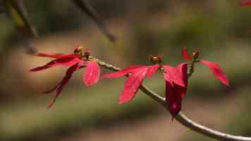 黑巨茎大战欧美白妞 - 现象解读与观众心理分析