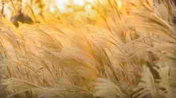 川台携手共绘美丽乡村画卷